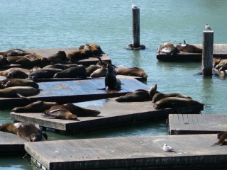 Les otaries du quai 39