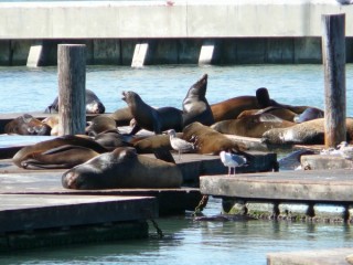 Les otaries (sea lions)