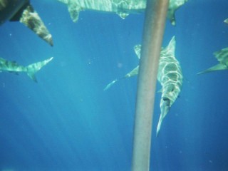 Les requins autour de la cage