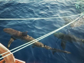 Les requins rodent dj