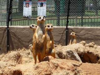 Les suricates