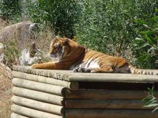 Les tigres recueillis et protégés par le parc (1/3...