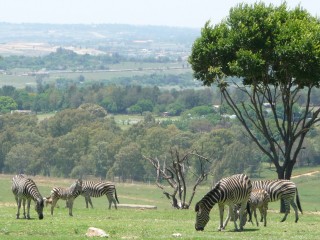 Les zbres du Parc