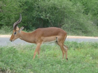 L'impala