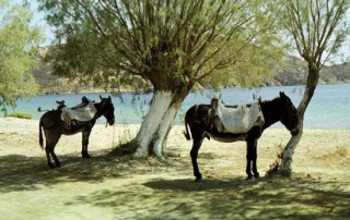Livadi - Les ânes attendent Livadi - Les ânes attendent