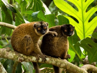 Loris gris de Mayotte