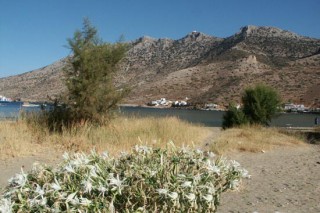 Lys sauvage sur la plage de Kamares Lys sauvage sur la plage de Kamares