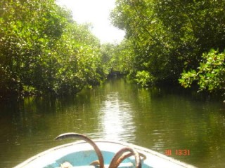 MANGROVE