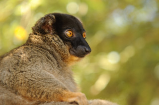 Maki Brun (Eulemur fulvus fulvus)