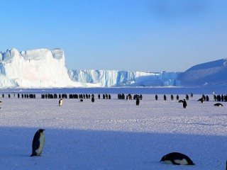 Manchots-Empereurs de l'Antarctique