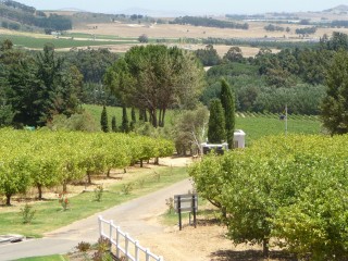 Marianne Wine Estate