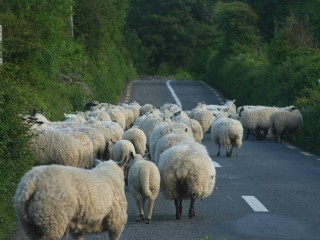 Moutons sur la route