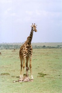 Naissance d'un Girafon au Masai Mara