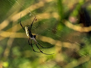 Nphile (ou araigne tisserande dore)