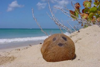 Noix de coco sur une plage