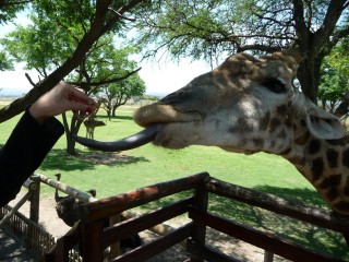 Nourrir les girafes