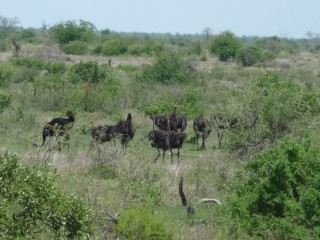 Oiseau du Kruger : autruches