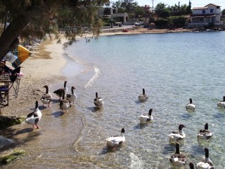 On barbotte sur la plage