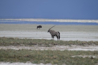 Oryx et mirage
