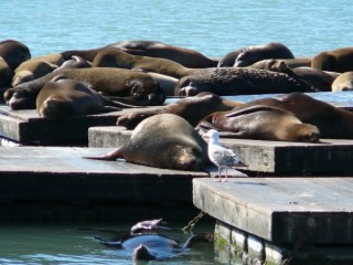 Otaries se prlassant au soleil