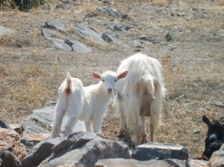 PRESQU ILE DE SPINALONGA