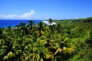 Palmeraie sur l'le Henderson