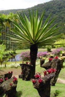 Palmier au milieu des broméliacées Palmier au milieu des broméliacées