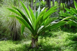Palmier sans tronc Palmier sans tronc
