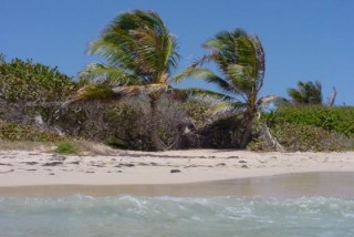 Palmiers sur la plage