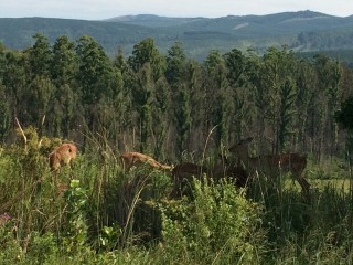 Parc Mlilwane: antilopes