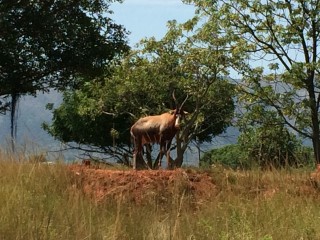 Parc Mlilwane: un springbok