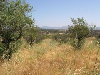 Paysage aux alentours des ruines romaines de Caparra
