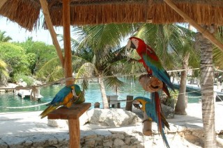 Perroquets en semi-libert