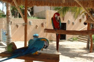 Perroquets prs de la marina