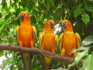Perroquets très colorés