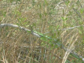 Petits animaux du parc Kruger : un mamba vert