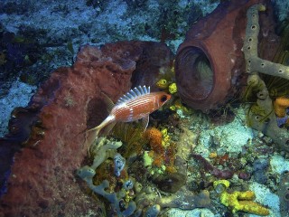 Plonge en Martinique (L'Anse Caffar)