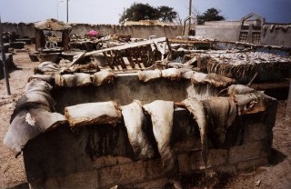 Poissons schant au soleil (1)