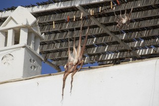 Poulpe schant au soleil