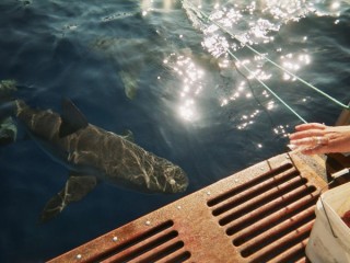 Prparation de la cage