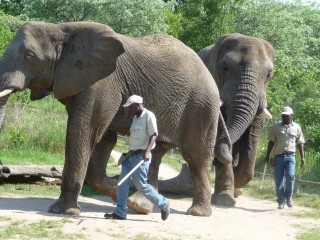 Promenade avec les éléphants