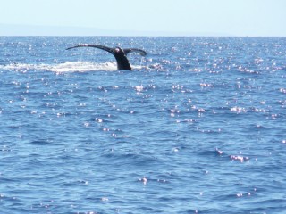 Puis replonge  nouveau