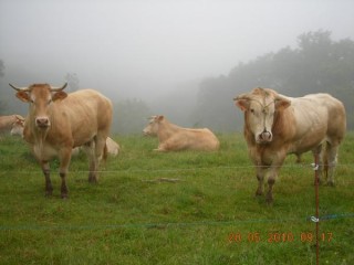 Quel beau couple de Chalosse !!!