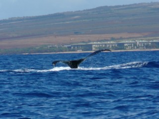 Queue de baleine