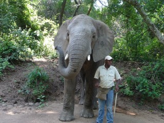 Rencontres avec les lphants