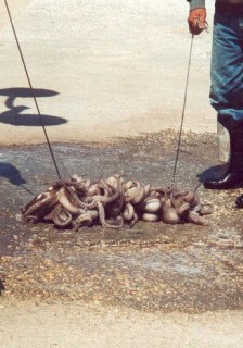 Retour de la pche aux poulpes