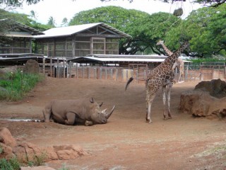 Rhinocros et girafes