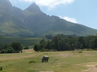 Rhinocéros paissant paisiblement