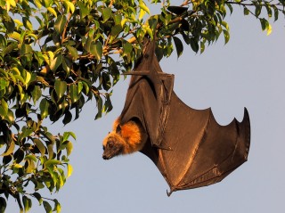 Roussette de Comores
