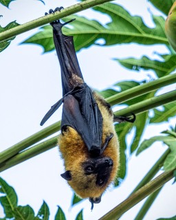 Roussette de Livingstone